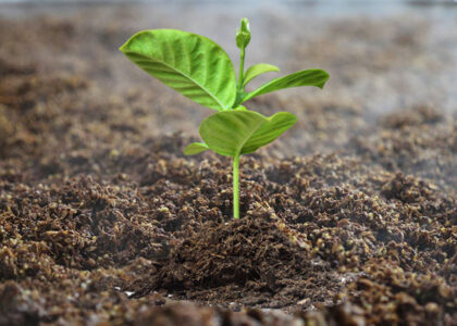 Organic Fertilizer Industry Analysis in North America