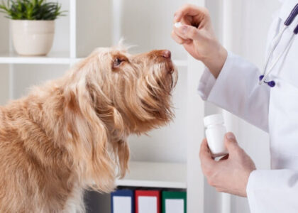 Pet OTC Medication Market