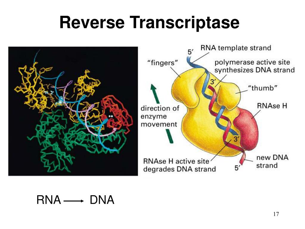 Reverse Transcriptase Enzymes Market