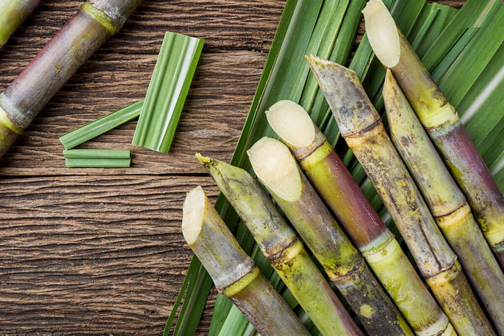 Sugarcane Bottle Market