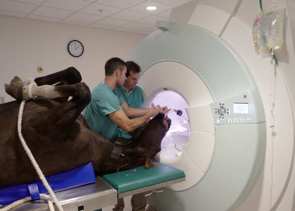 Veterinary Computed Tomography Scanner Market