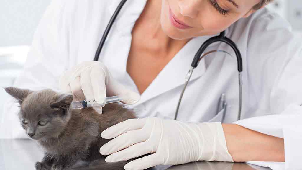 Veterinary Injectable Devices Market