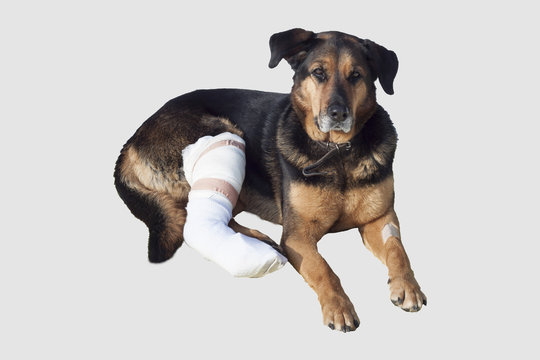 Veterinary Orthopedic Market