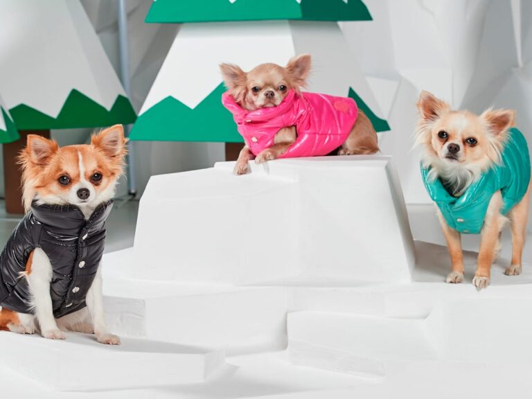 Pet Apparel Market