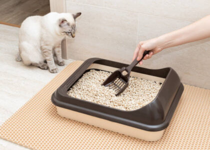 United States & Canada Cat Litter Box Market