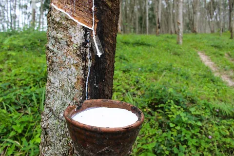 natural rubber