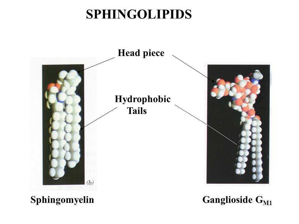 sphingolipids market