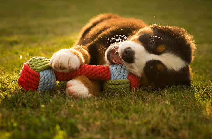 United States Dog Toys Market