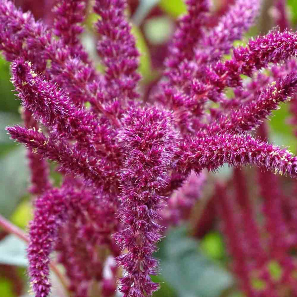  Amaranth Color Market 