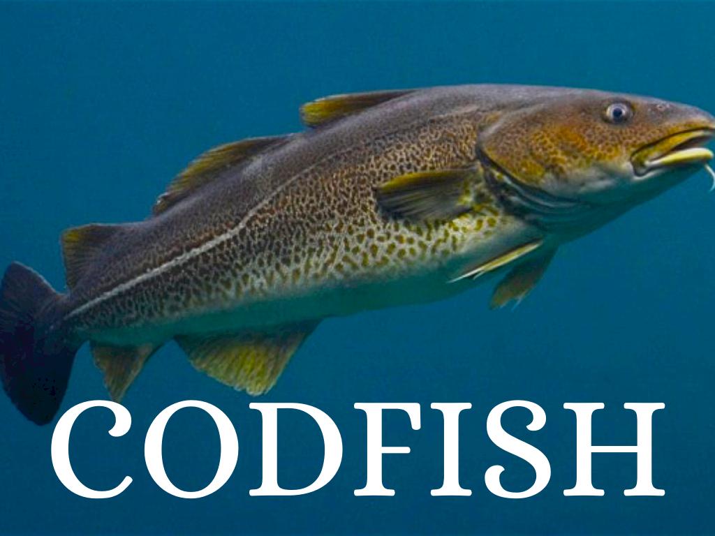 Cod Fish Market