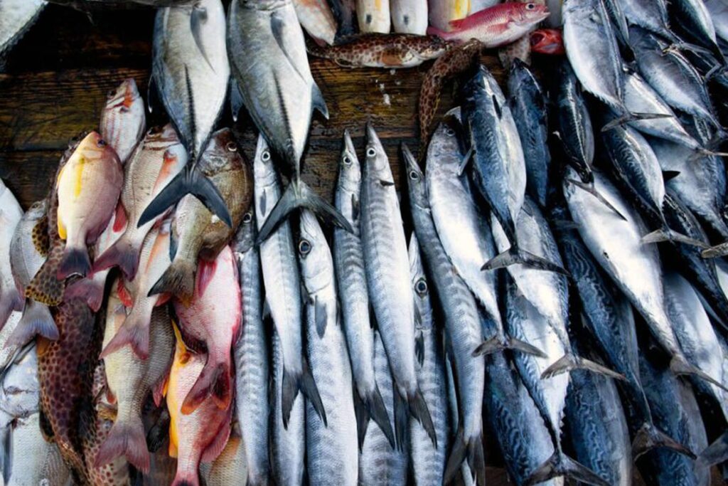 Cod Fish market