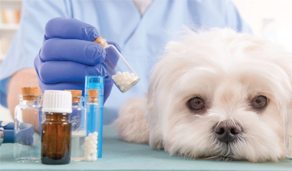 Global Animal Healthcare Industry