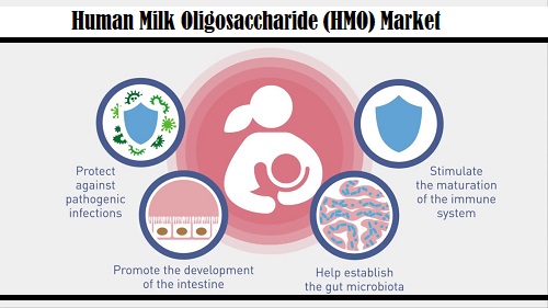 Human Milk Oligosaccharide (HMO) Market