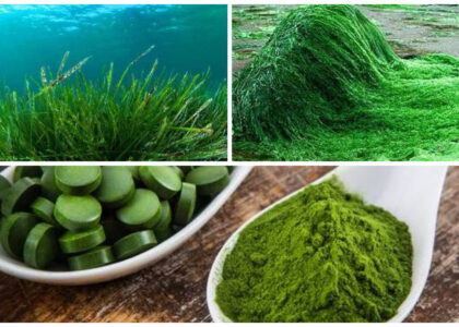 Pet Food Microalgae Market Industry Size Archives - FMIBlog