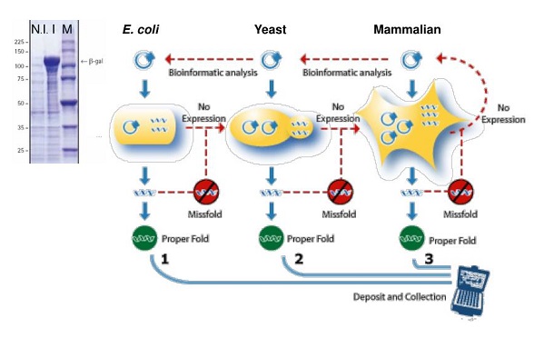 Protein Expression Technology Market