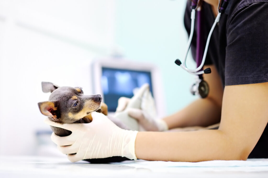 Veterinary Molecular Diagnostics Market