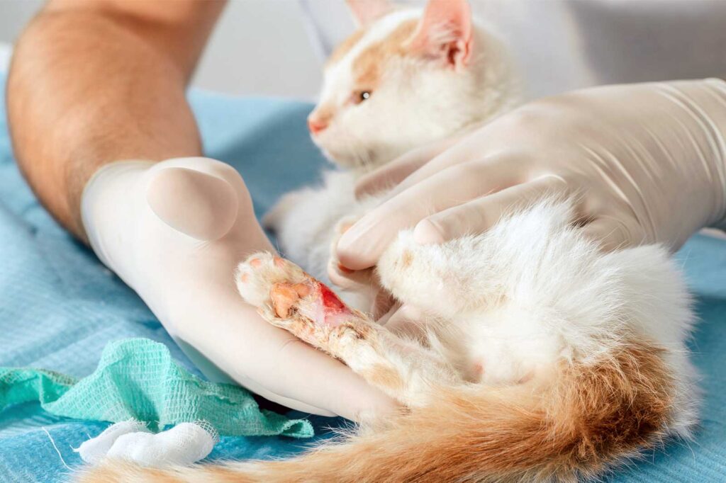 Veterinary Wound Cleansers Market