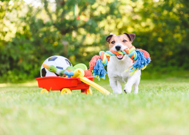 Pet Toys Market