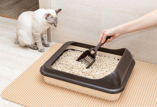 Cat Litter Market