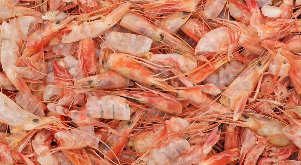 Antarctic Krill Market