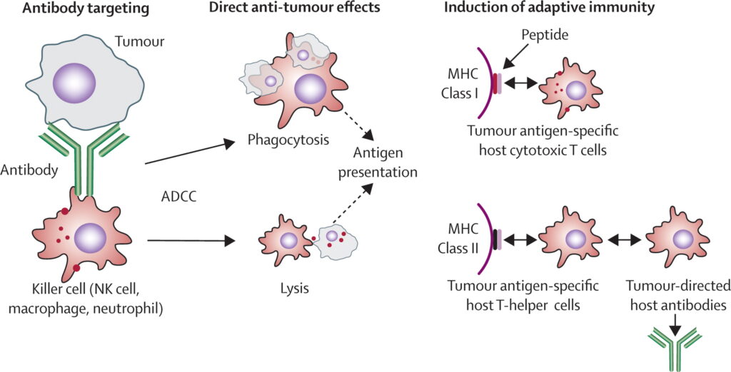 Antibody Therapy Market