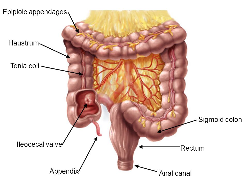 Appendage Management Market