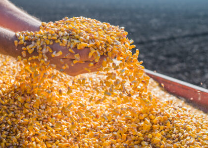 Corn Wet Milling Services Market