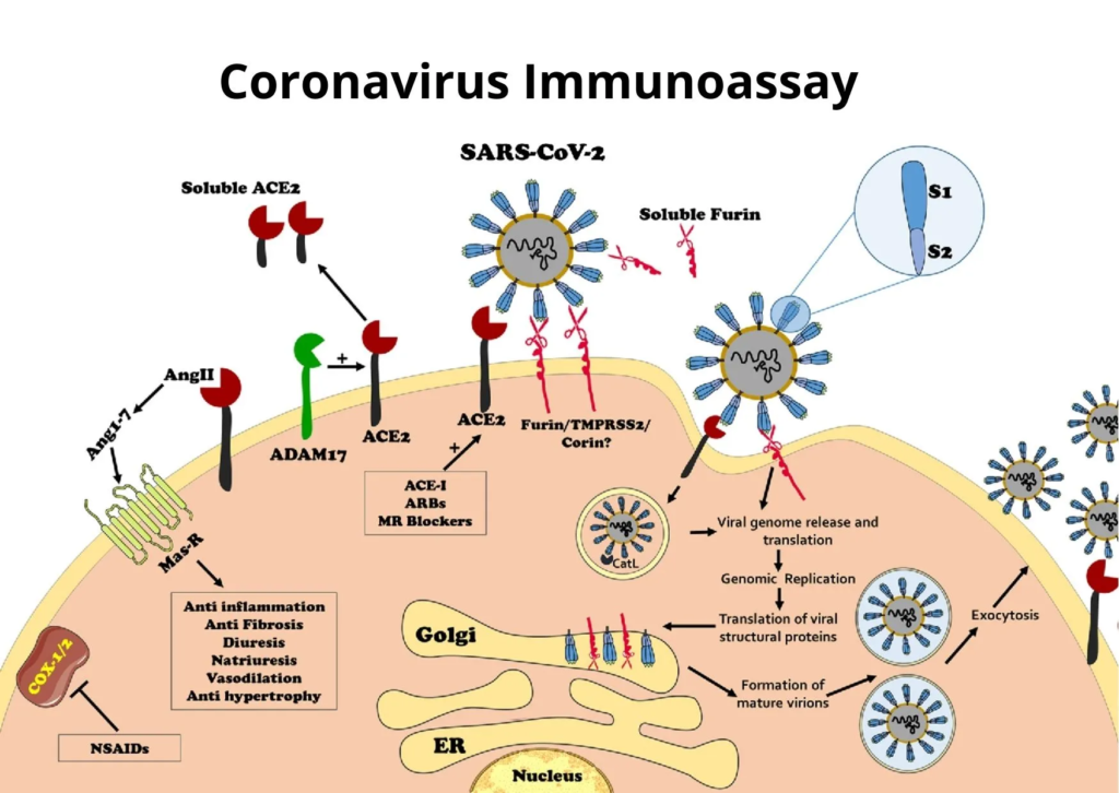 Coronavirus Immunoassay Market