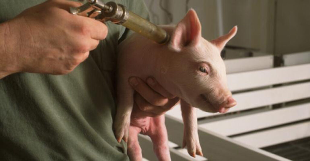 Swine Vaccine Market