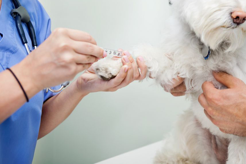 Veterinary Point Of Care Diagnostics Market