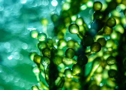 Microalgae Market