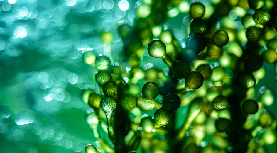 Microalgae Market