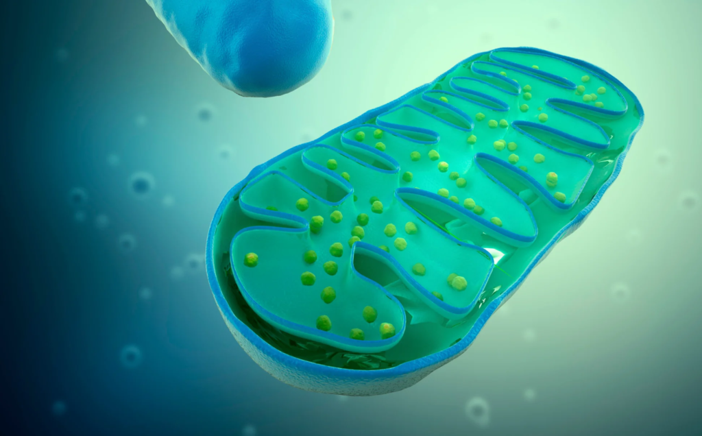 Mitochondrial-Based Therapeutics Market