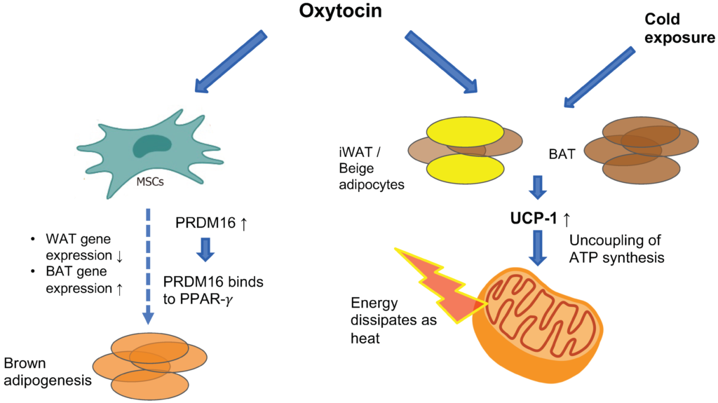 Oxytocin Market