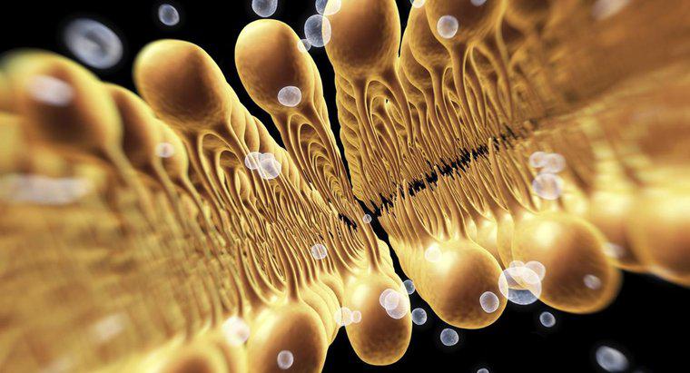 Phospholipid Market