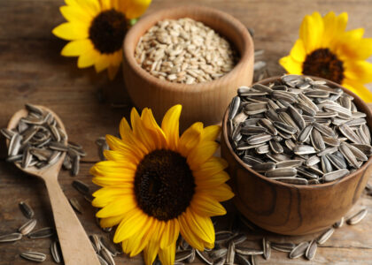 Sunflower Seed Market