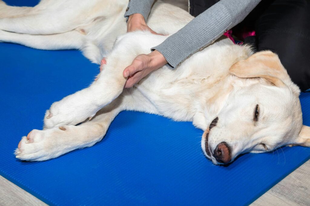 Canine Arthritis Treatment Market