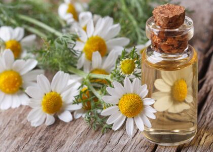 Chamomile Oil Market