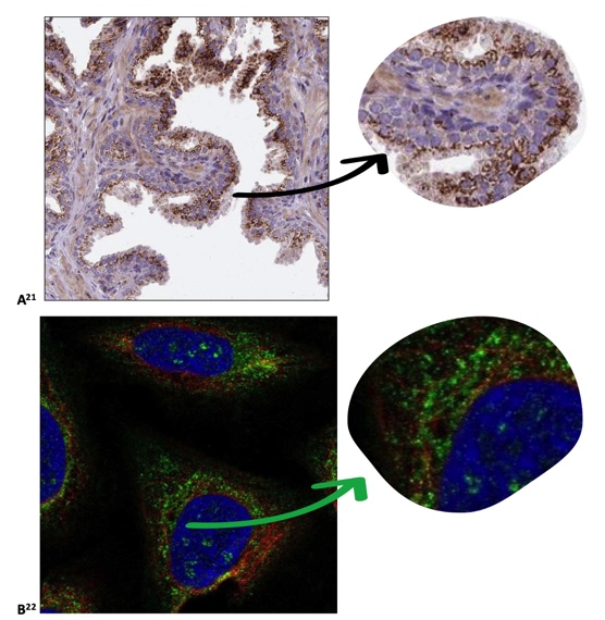 Immunohistochemistry Market