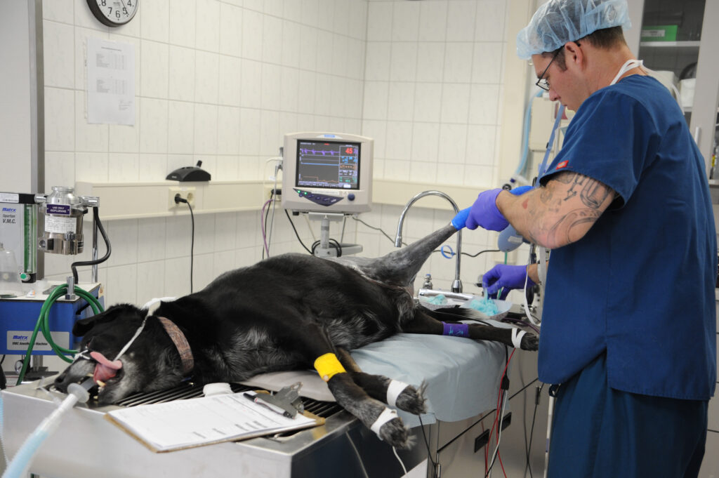 Veterinary Electrosurgery Market