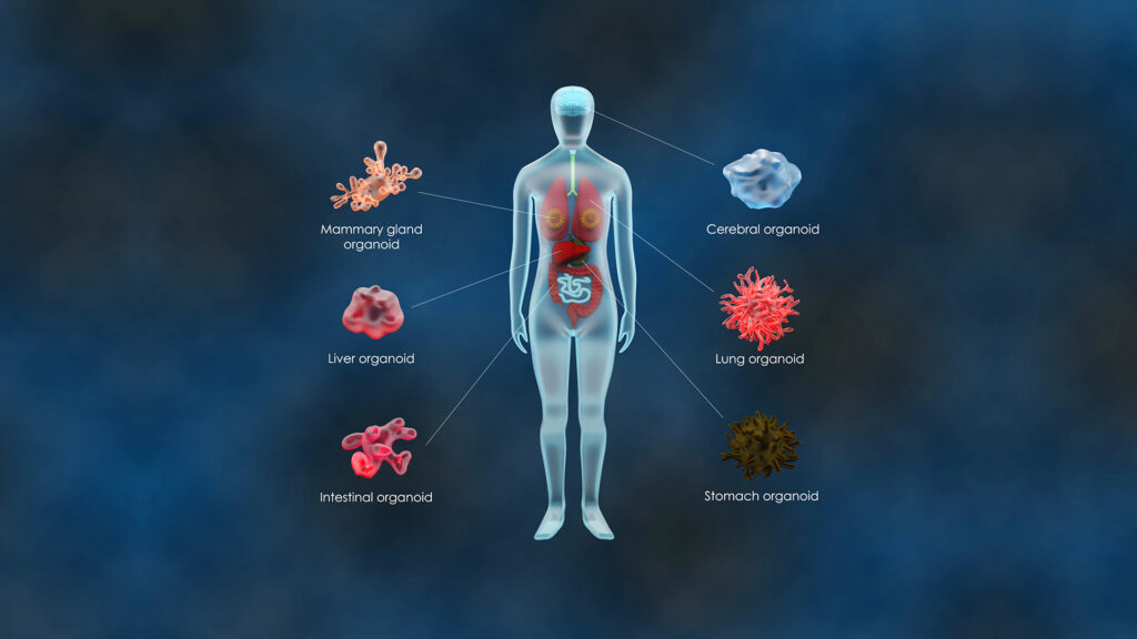 Organoids Market