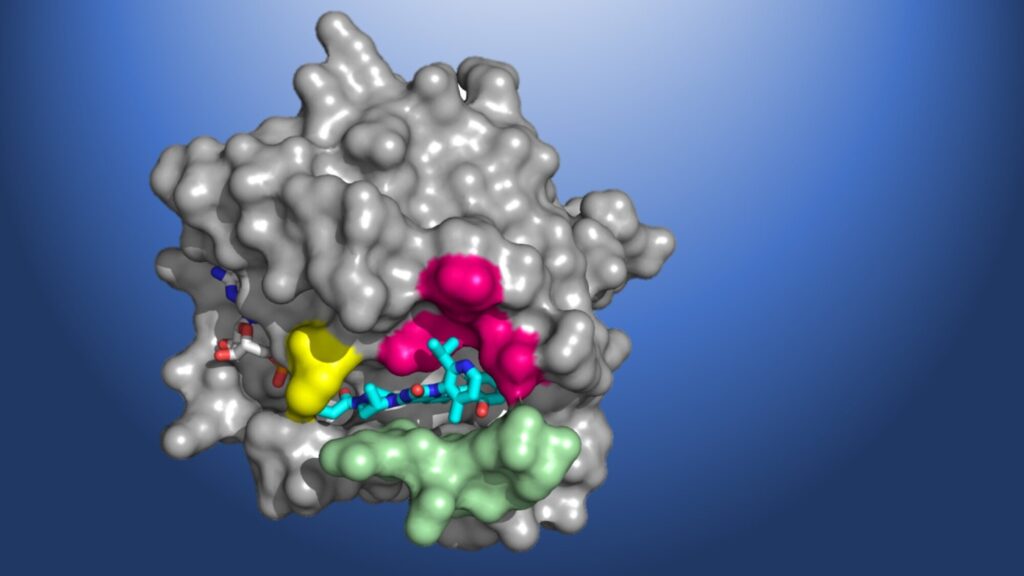 Small Molecule CMO/CDMO Market