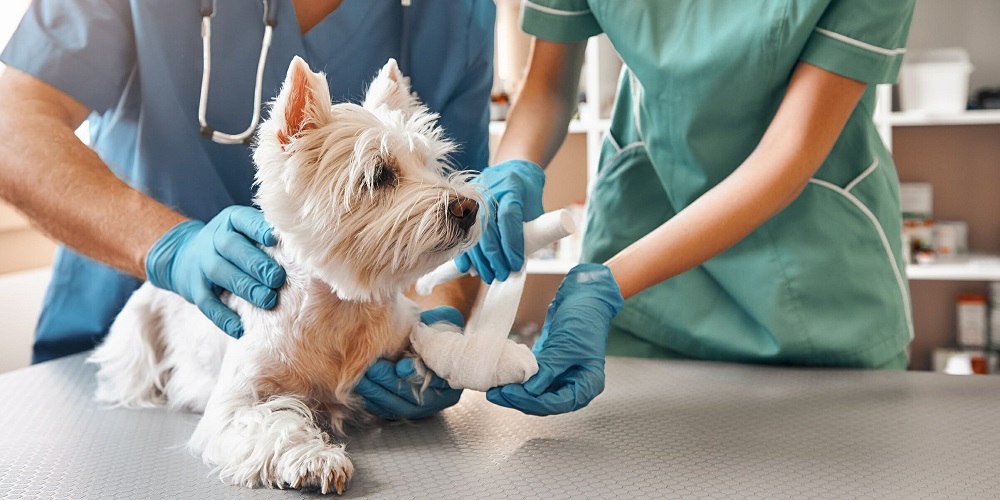 Veterinary Wound Cleansers Market