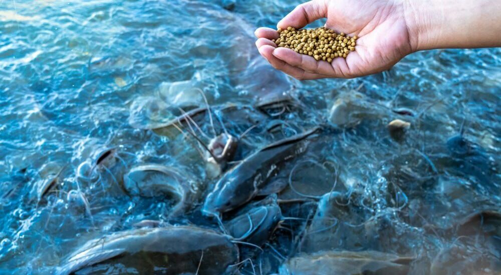 Aquaculture Nutrition Market