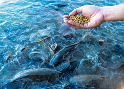 Aquaculture Nutrition Market