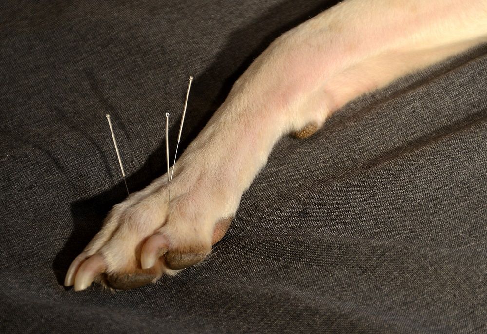 Canine Arthritis Treatment Market