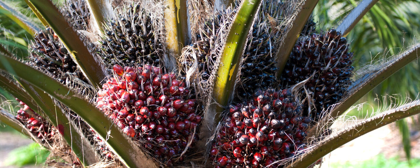 Elaeis Guineensis (Palm) Fruit Extract Market