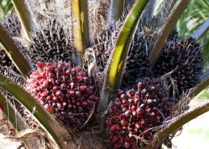 Elaeis Guineensis (Palm) Fruit Extract Market