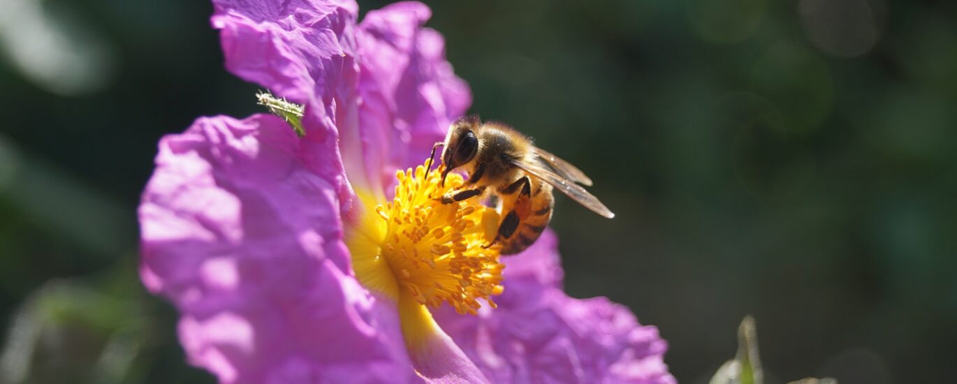 Floral Nectar Market