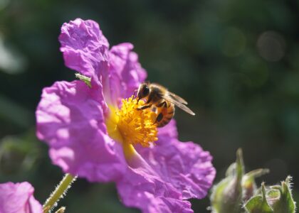 Floral Nectar Market